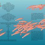 Sea Floor Cafe krill linocut art by Leslie Evans, printmaker
